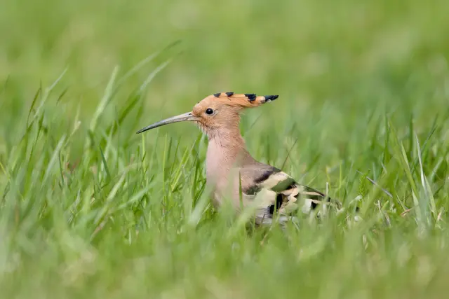 Ein Wiedehopf hat in freier Wildbahn eine durchschnittliche Lebenserwartung von etwa fünf bis zehn Jahren. © S. Dollentz