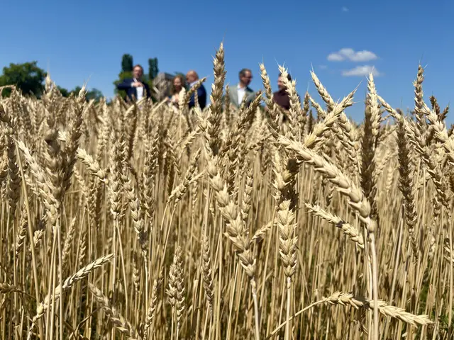 Laut aktuellen Zahlen fällt die Getreideernte im Burgenland eher unterdurchschnittlich aus.  | Foto: Stefan Schneider