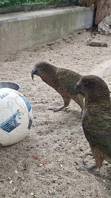 Die Kea-Papageien im Welser Tiergarten sind sichtlich voll im WM-Fieber. | Foto: Freunde des Welser Tiergartens
