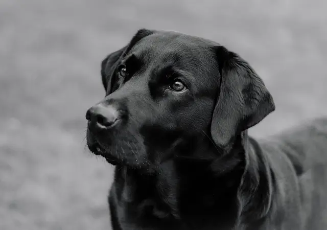 Der Hund "Charlie" erlitt vor seinem Tod eine Vielzahl von Verletzungen (Symbolbild). | Foto: pixabay