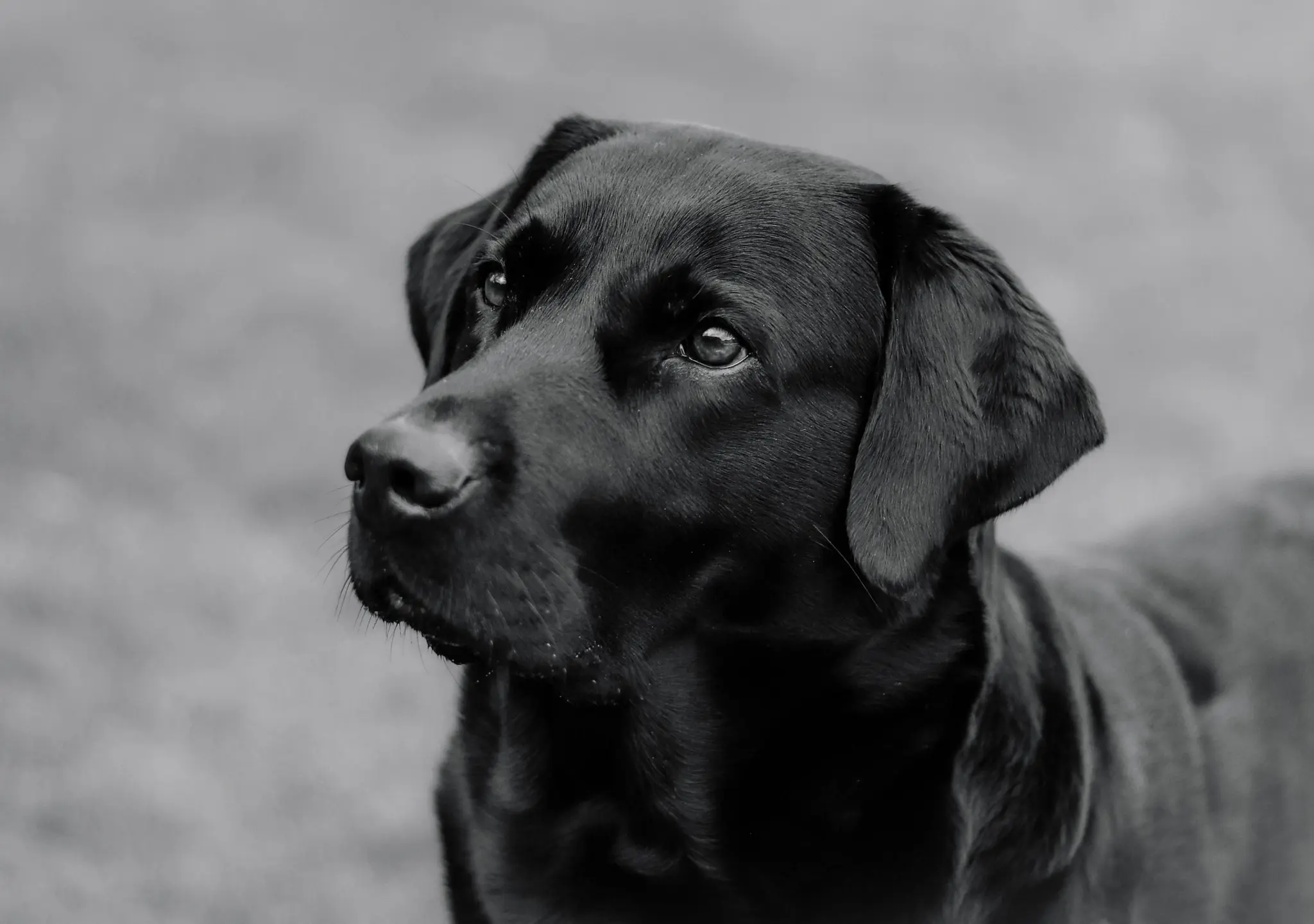 Etliche Blutungen: 31-Jährige soll Hund 