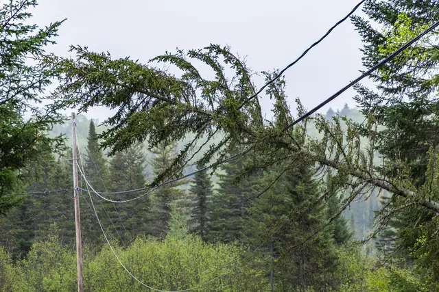 Auslöser für den Brand in Pesenthein: Ein Baum soll aufgrund des Sturms auf eine Stromleitung gestürzt sein und diese abgerissen haben. (Symbolfoto) | Foto: stock.adobe.com/at/Valmedia 