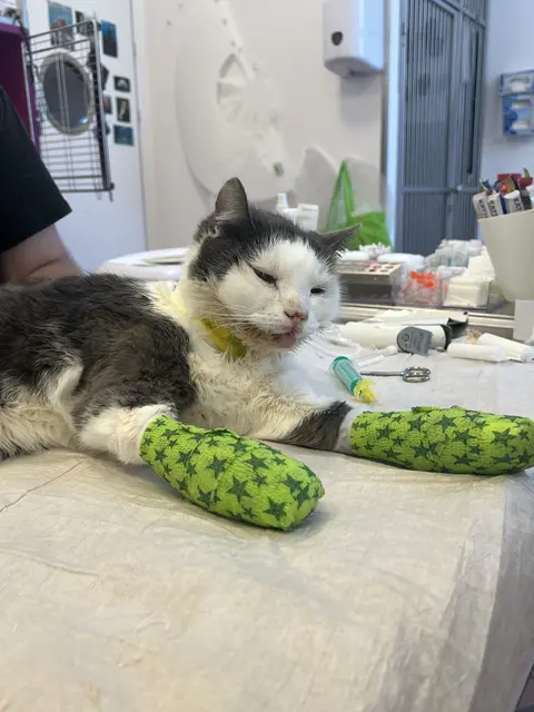 Nach einem schweren Unfall kämpft sich Kater Gregor zurück ins Leben. Er ist jedoch kein Einzelfall. | Foto: Tierquartier Wien