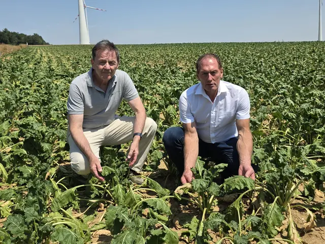 LK Burgenland-Präsident und Vizepräsident des EU-Bauernverbands (COPA), Nikolaus Berlakovich (links) und LK Österreich-Präsident Josef Moosbrugger (rechts) heute bei der Erntepressefahrt in einem dürregeschädigten Zuckerrübenfeld im burgenländischen Deutschkreutz. | Foto: LKÖ/Jung-Leithner