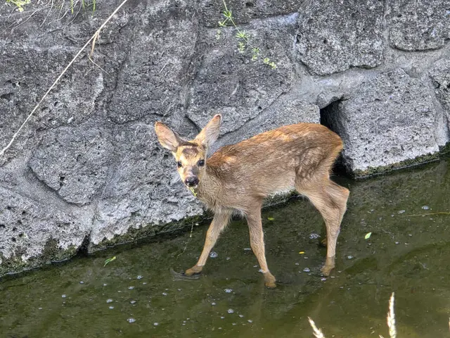Das Rehkitz konnte selbst wieder aus dem Bachbett springen. | Foto: Roland Lechner