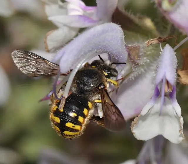 In Raumberg überwogen Honigbienen, in Bleiberg Wildbienen und Schwebfliegen.  | Foto: HBLFA Raumberg