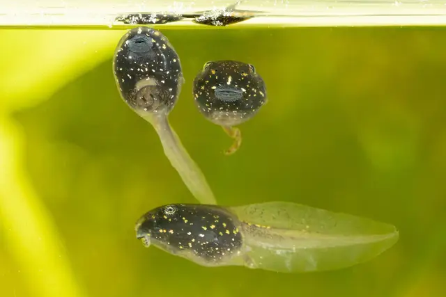 Moorfrosch-Kaulquappen im Tiergarten Schönbrunn | Foto: Daniel Zupanc