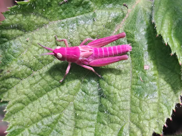 Rosemarie Maliha gelang kürzlich diese außergewöhnliche Aufnahme eines äußerst seltenen rosa Grashüpfers im Villacher Stadtteil St. Georgen. | Foto: Rosemarie Maliha