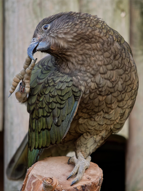 Die Keas im Welser Tiergarten haben ihren Ursprung in Neuseeland, wo sie vom Aussterben bedroht sind. | Foto: Michael Pacher