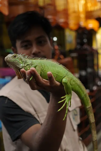 Der Sachkundenachweis für Reptilien und Amphibien besteht aus einem mindestens vierstündigen Theoriekurs, der vor der Anschaffung zu absolvieren ist. | Foto: pexels / Atiek Arief