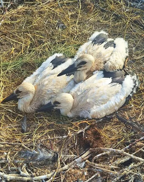 Die Störche in Gratwein-Straßengel erhielten ihre Beringung, die wissenschaftlichen Zwecken dient. | Foto: Krickler