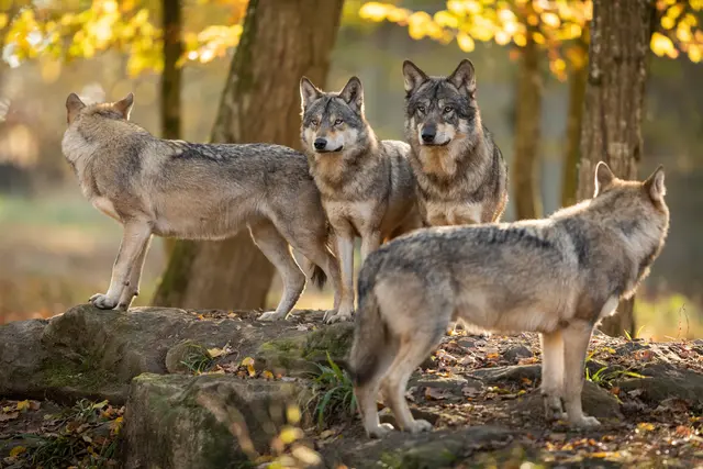 Bei jedem einzelnen Wolfsabschuss wurde die Einhaltung der Kärntner Risikowolfsverordnung sowie des Kärntner Alm- und Weideschutzgesetzes genauestens überprüft (Symbolfoto) | Foto: stock.adobe.com/at/AB Photography