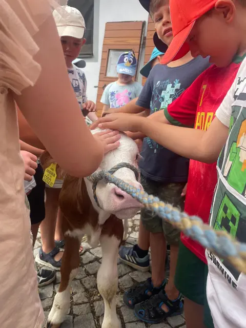 Ganz nah an den Tieren am Bauernhof der Familie Hirsch in Sparbach | Foto: VS Vitis