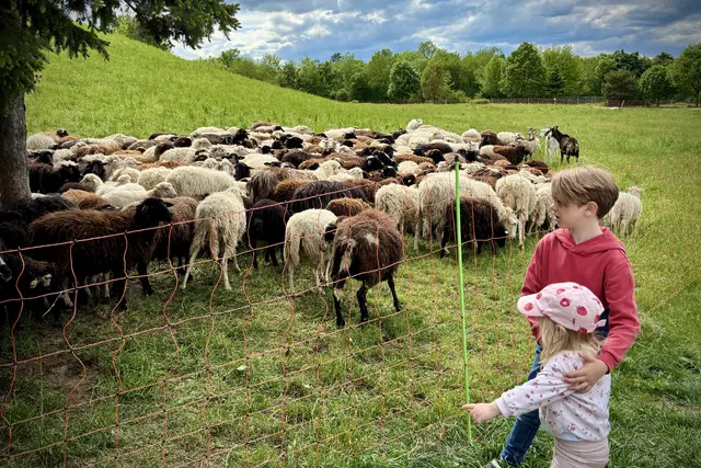 Beim Ferienspiel in Liesing können Kids unter anderem die Schafe am Kellerberg besuchen. | Foto: BV 23