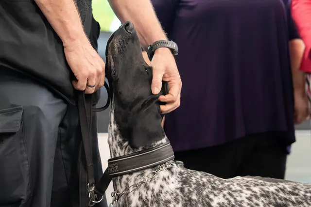 Einer der erfolgreichsten ist Spürhund Falco.  | Foto: Sade Jerabek/MeinBezirk