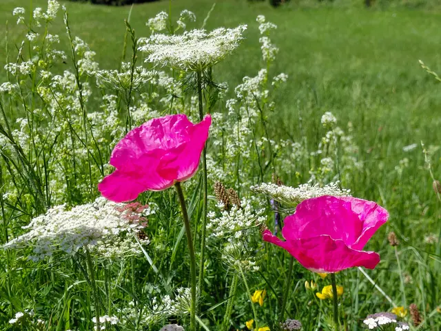 Foto: H.Bachinger