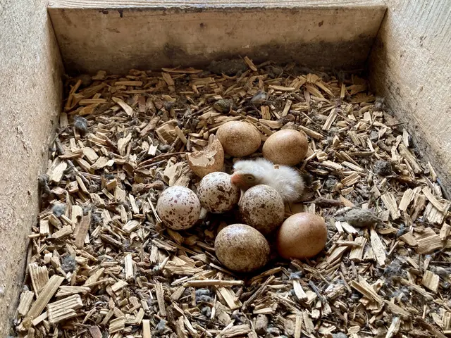 Turmfalken-Gelege mit frisch geschlüpften Jungvogel © H. Kurz