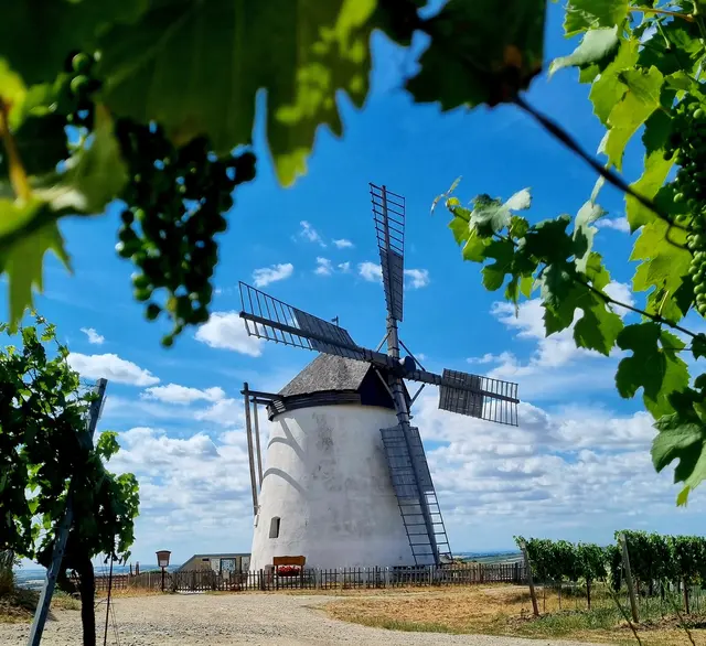 Die Windmühle Retz mit Weinlaub. Im Bergland bleibt das Wetter zunächst unbeständig, ehe die Niederschläge nachlassen. | Foto: Manuela Jeindl 
