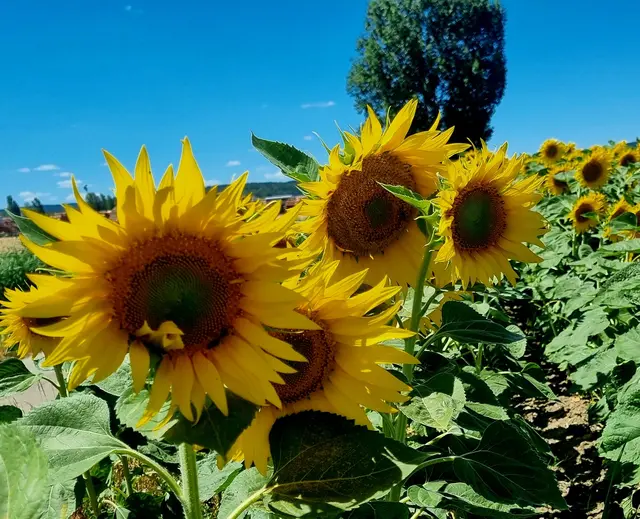 Die Sonnenblumen! | Foto: Manuela Jeindl
