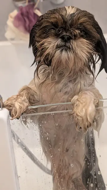 Greti benötigte nach ihrem Abenteuer eine ausgiebige Dusche. | Foto: Tierschutz Initiative Innviertel
