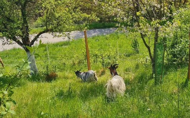 Der Lebenshof Gut Rannerjosl in St. Johann im Saggautal verbindet Tierschutz mit aktiver Renaturierung.  | Foto: Grüne