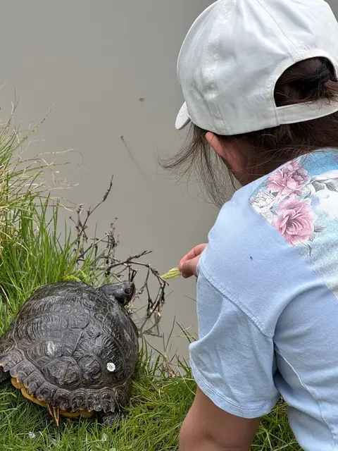 Die Schildkröte kommt bei allen Altersklassen gut an und wird gerne auch einmal gefüttert.  | Foto: Klee am Hanslteich
