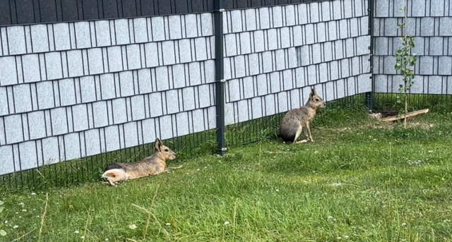 Auch Maras sind seit wenigen Wochen im Tierpark Tragöß zu finden. | Foto: MeinBezirk/Angelika Kern