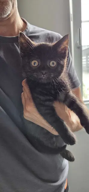 Der kleine Schrotty wurde aus dem Müll gerettet. | Foto: TMZ Teesdorf