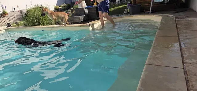 Bei der Pflegestelle von Fellnasen in Not lernt Hund schwimmen. | Foto: Fellnaseninnot e.V.