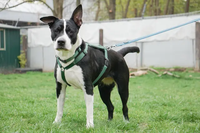 Die liebe, 2016 geborene American Staffordshire Terrier-Mischlingshündin Allaya-Eve ist menschenfreundlich, kann auch zu größeren Kindern vermittelt werden und versteht sich gut mit anderen Hunden. | Foto: TSA