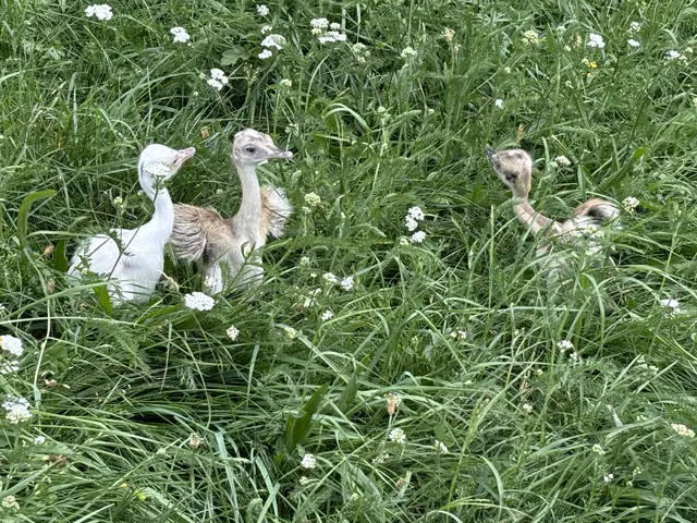 Die Nandu-Babys sind noch sehr klein, aber schon flink unterwegs. | Foto: MeinBezirk/Angelika Kern