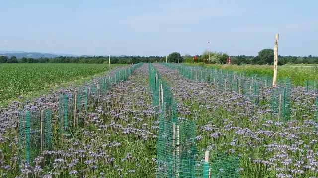 Das Projekt „Wiedehopf trifft Smaragdeidechse“ wurde mit dem zweiten Platz ausgezeichnet. | Foto: Grüne