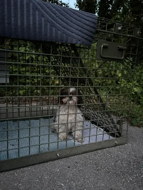 Am Samstag, 4. Juli 2026, ging Greti endlich in die Lebenfalle und war gesichert. | Foto: Tierschutz Initiative Innviertel
