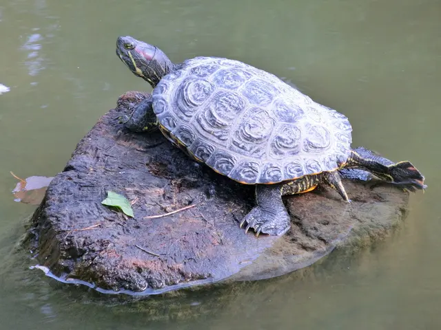 "Hansi" die Wasserschildkröte lebt seit Jahren am Hanslteich.  | Foto: Klee am Hanslteich