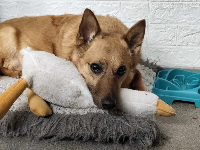 Schäfercorgi Hobbes erschöpft nach dem Sommertag. | Foto: Sadiki-Peckary