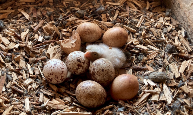 Die ersten Turmfalken auf Schloss Weinberg in Kefermarkt sind geschlüpft. | Foto: Heidi Kurz