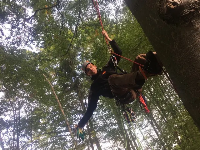 Mit professioneller Seilklettertechnik erreicht Florian Nestler auch schwer zugängliche Bereiche sicher und führt Baumarbeiten fachgerecht sowie schonend für Baum und Umgebung aus. | Foto: Nestler