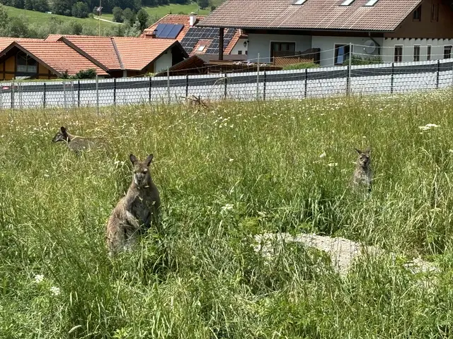 Seit Kurzem wohnen auch Kängurus im Tierpark, auch sie hatten schon Nachwuchs. | Foto: MeinBezirk/Angelika Kern