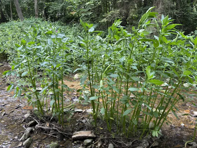 Springkraut