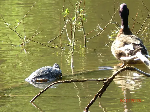 Foto: Klee am Hanslteich