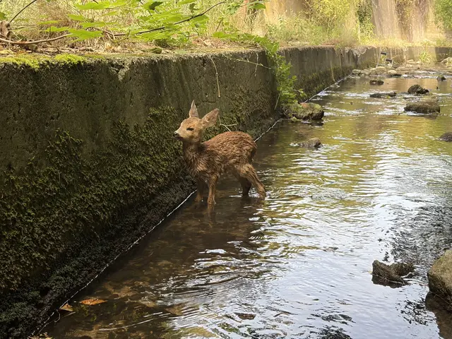 Das Rehkitz konnte das Bachbett nicht mehr selbstständig verlassen. | Foto: ffmoedling.at