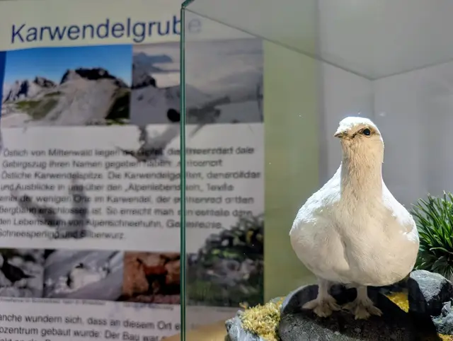 Die neue Ausstellung "Faszination Alpenvögel" in der Tourist-Information Mittenwald zeigt die Artenvielfalt der gefiederten Bewohner des Alpenraums. | Foto: Isabell Prior