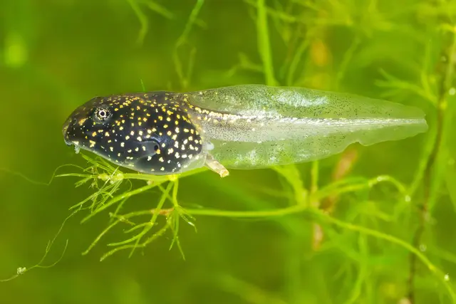 Moorfrosch-Kaulquappe im Tiergarten | Foto: Daniel Zupanc