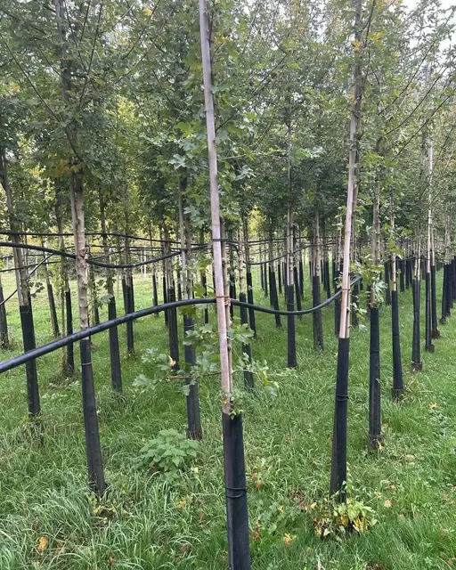 Für die Ersatzpflanzungen braucht es neue Standorte.  | Foto: BV16