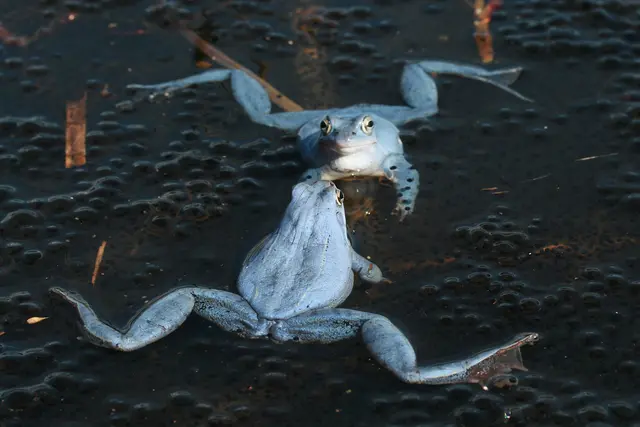 Moorfrosch-Männchen | Foto: Marc Sztatecsny