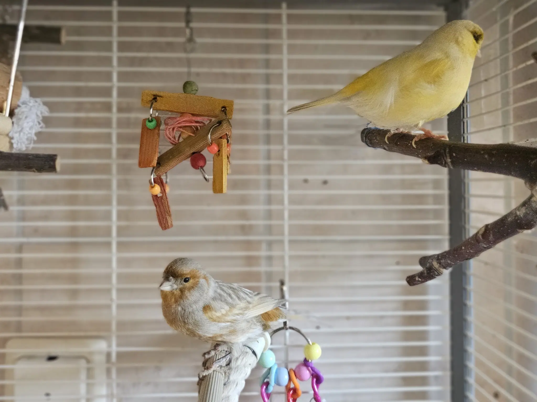 Animal introduction: Saffron and Cinnamon are looking for a home together ...