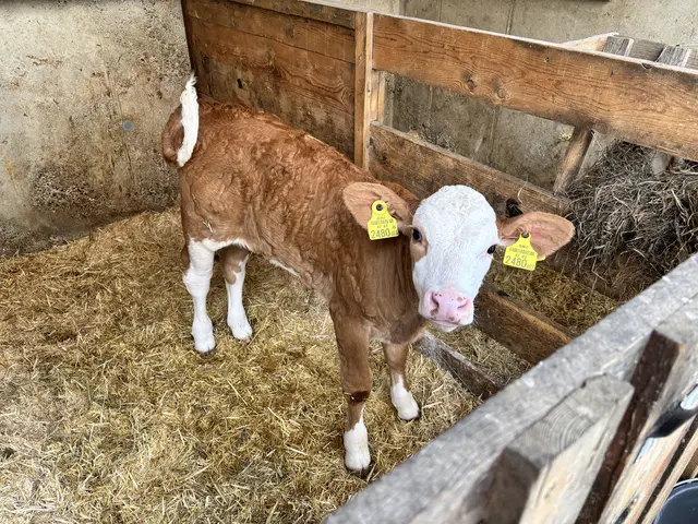 Ein Kalb steht im Stall