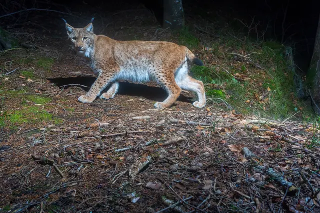 Vernetzung für Luchse der Region | Foto: Marco Catocchia/Naturschutzbund Österreich