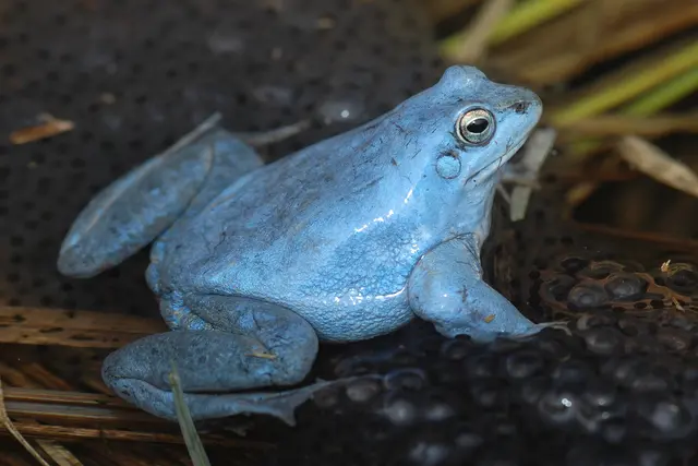 Moorfrosch-Männchen färben sich zur Paarungszeit himmelblau. | Foto: Marc Sztatecsny