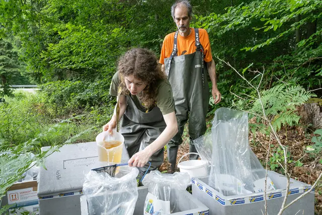Susanne Stückler, PhD vom Tiergarten und Dr. Marc Sztatecsny beim Angleichen des Wassers für die Kaulquappen | Foto: Daniel Zupanc